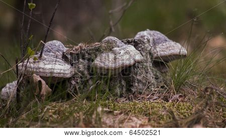 Bracket Fungus In Polish Forest