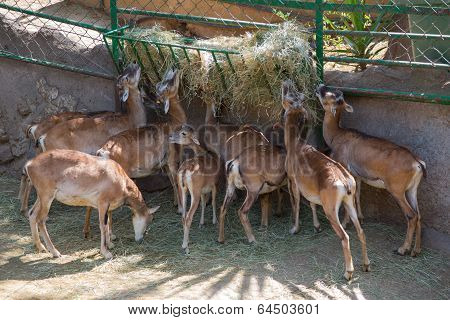 Desert gazelles-dorkas during food in a zoo of Barcelona, Spain
