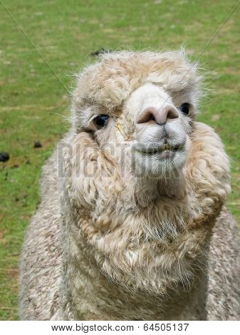 Huacaya Alpaca