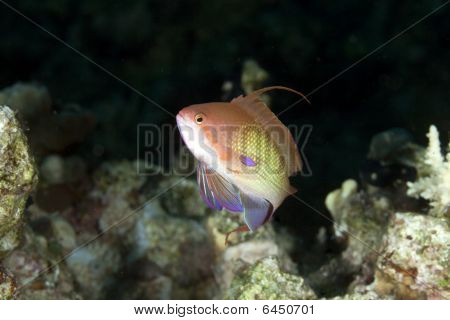 Lyretail Anthias