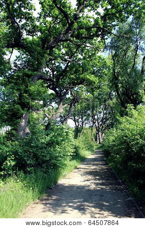 Oak trees forest