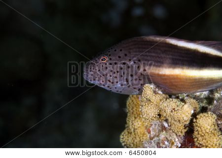 Gyöngyös Hawkfish