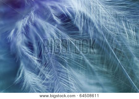Feathers