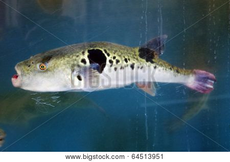 Fugu In A Fishtank