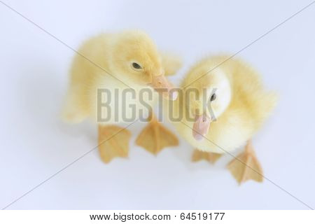 duckling