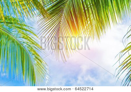 Fresh green palm tree leaves border on blue cloudy sky background, sunny day, beautiful natural wallpaper, summer holidays concept