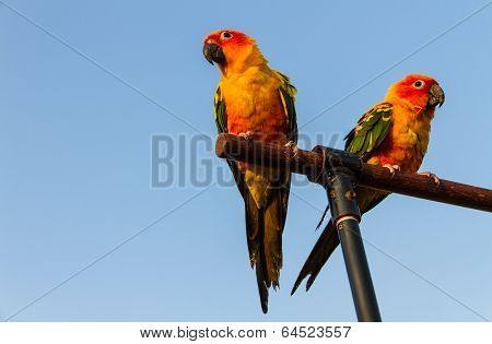 Sun Conure Parrot