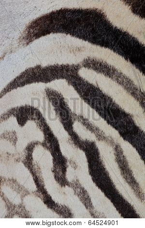 Close-up view of the skin of a Plains (Burchells) Zebra (Equus burchelli)