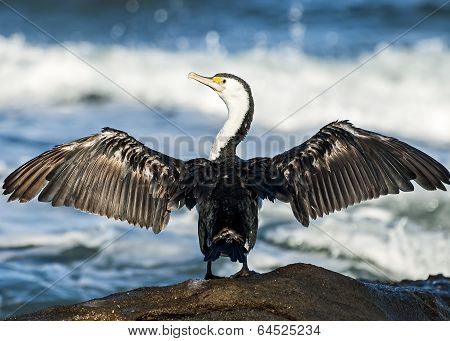 Australian Pied Cormorant With Outstretched Wings