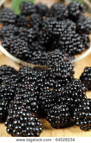 Scattered Mulberries