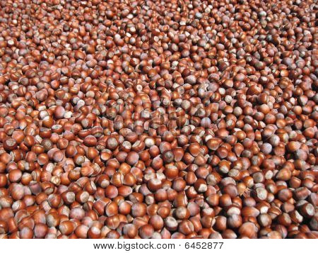 Hazelnut_kernels_02