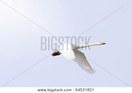 Cygnus cygnus, whooper swan in the sky.
