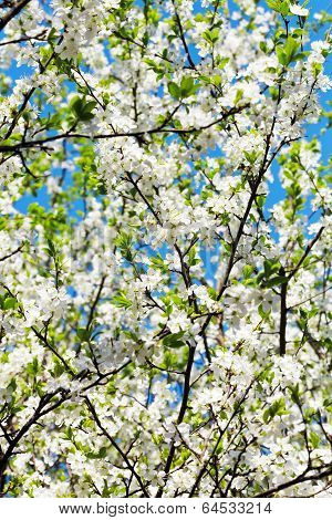 Twig And White Blooming Cherry Tree Crown