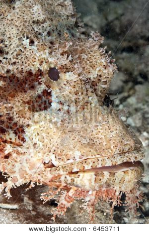 Scorpionfish เกล็ดถี่