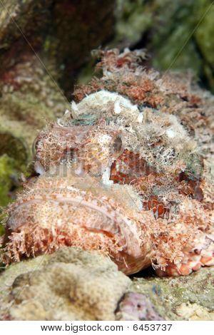 Scorpionfish เกล็ดถี่
