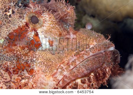 Scorpionfish เกล็ดถี่
