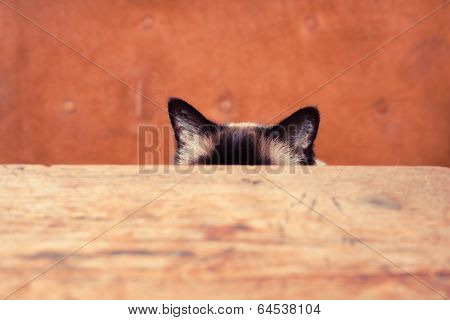 Cat Hiding Behind A Table