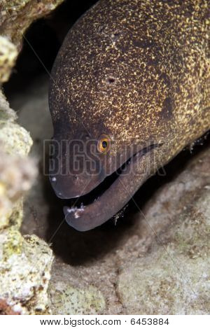 Yellowmargin Moray