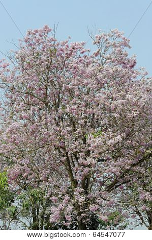 Tabebuia