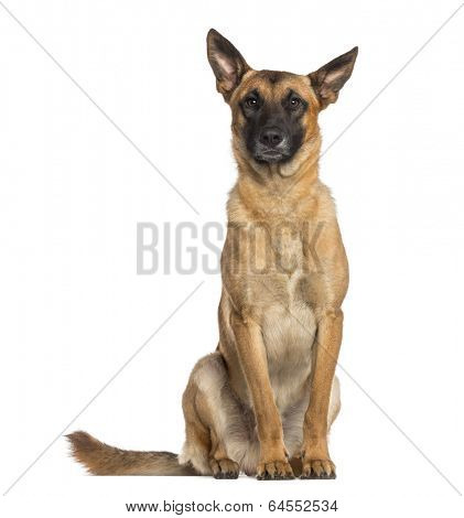 Belgian Shepherd Dog sitting (Malinois)