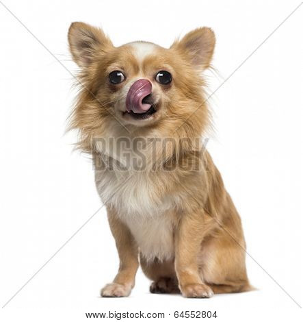 Chihuahua licking its lips (2 years old)