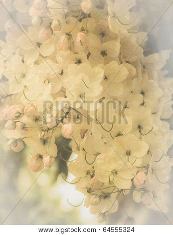 Cassia Fistula Flower