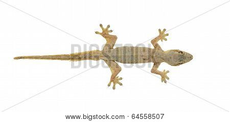 House Lizard (hemidactylus Platyurus) Isolated On White Background