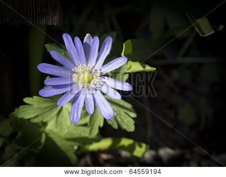 Brachyscome Multifida Cut-leaved Daisy, Rocky Daisy Or Hawkesbury Daisy