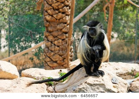Colobus abe sidder under palme-træ