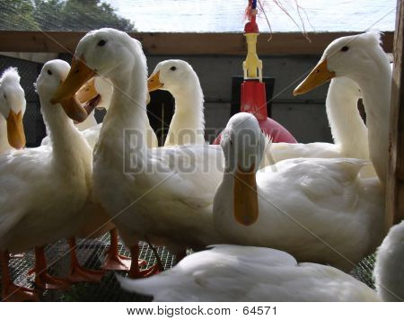 Lotsa patos