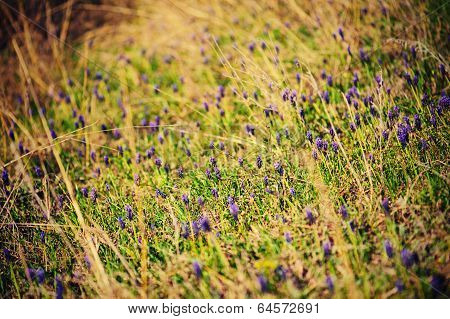 Muscari neglectum