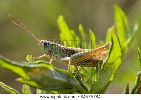 Locust