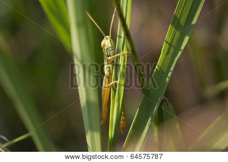 locust