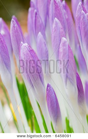 Crocusses ใน Springtime