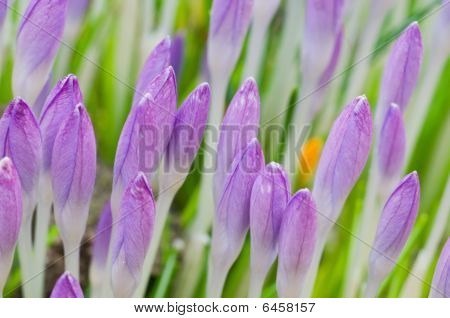 Crocusses ใน Springtime