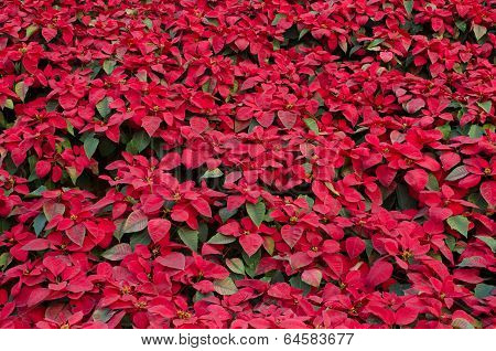 Colorful Poinsettia flower (christmas star)