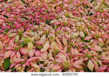 Colorful Poinsettia flower (christmas star)