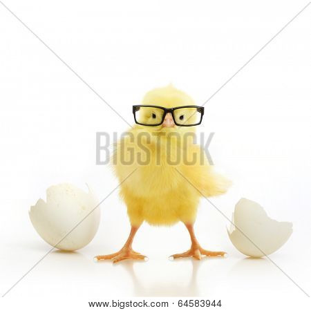 Cute little chicken in black eye glasses coming out of a white egg isolated on white background