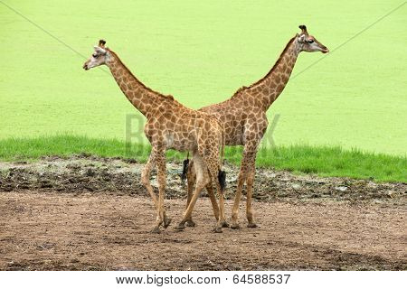giraffes in the zoo safari park