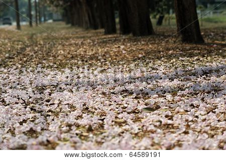Tabebuia