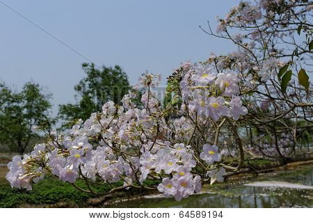 Tabebuia