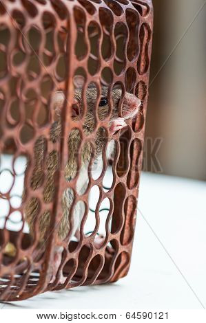 A Rat In A Rusty Metal Trap