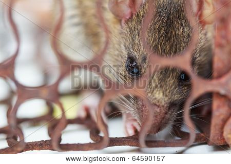 A Rat In A Rusty Metal Trap