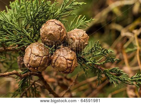 Cupressus Macrocarpa Seed Pods