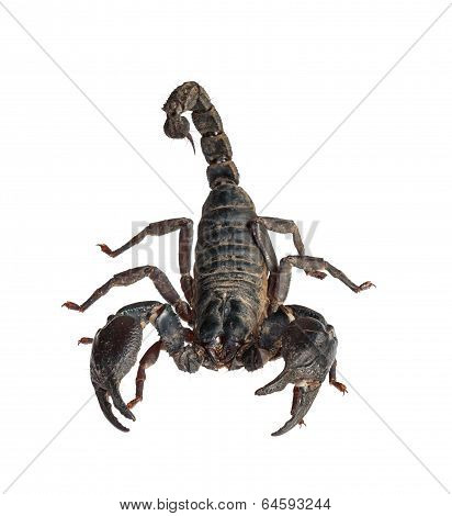 Asian Giant Forest Scorpion (heterometrus Laoticus) Isolated On White Background