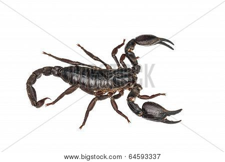 Asian Giant Forest Scorpion (heterometrus Laoticus) Isolated On White Background