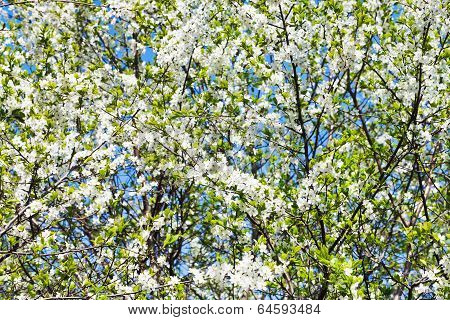 White Blossoming Cherry Tree Crown