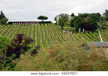Vineyard in the famous wine making region - Loire Valley France