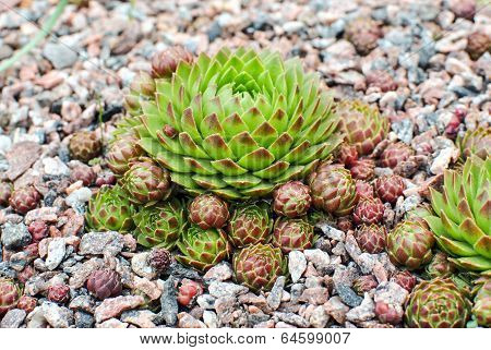 Hens And Chicks 