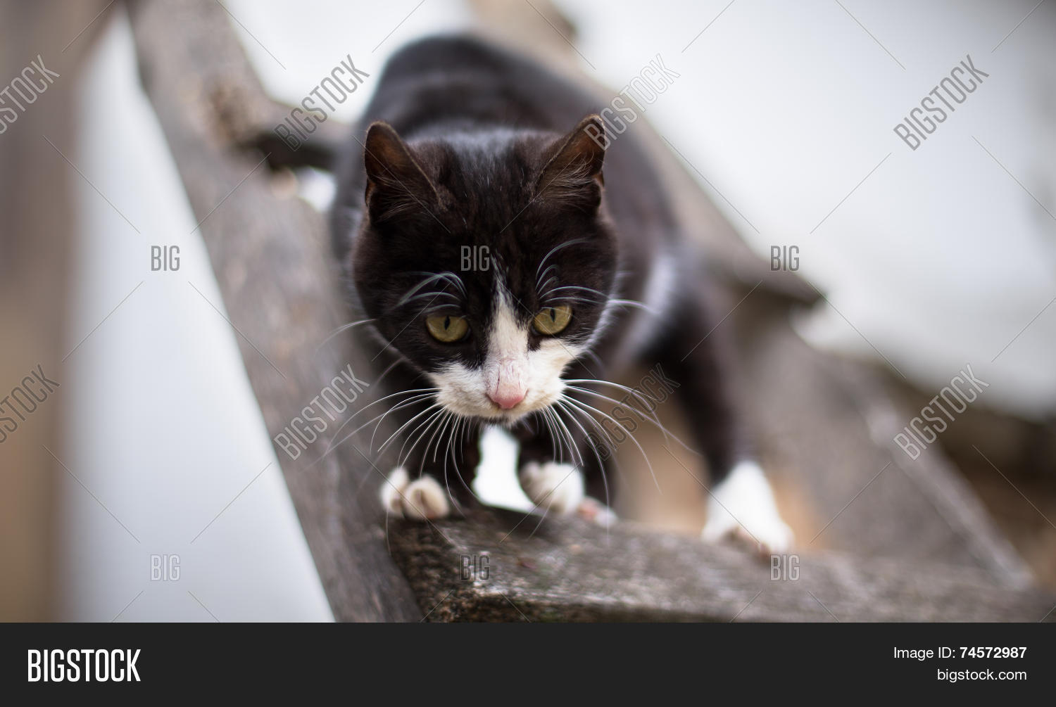 Black Cat White Paws Image & Photo (Free Trial) Bigstock